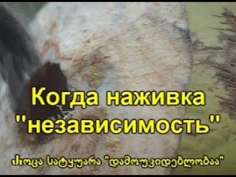 Бесплатный сыр только в мышеловке / Free cheese only in a mousetrap / უფასო ყველი მხოლოდ სათაგურშია